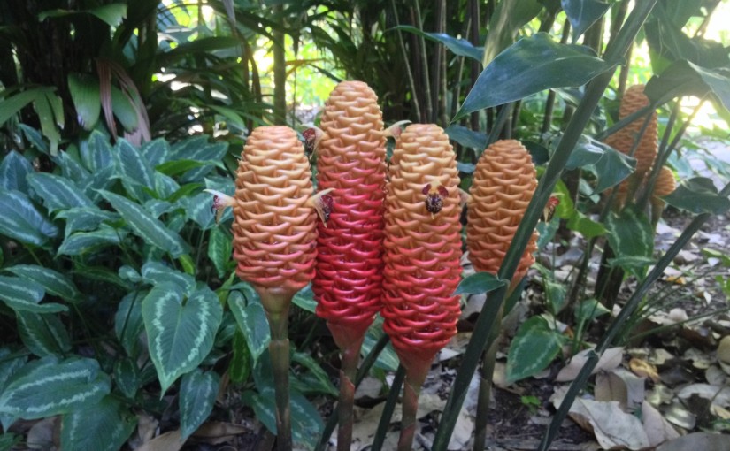 Botanická zahrada v Cairns