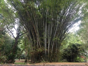 Prales v Cairns (bambus)